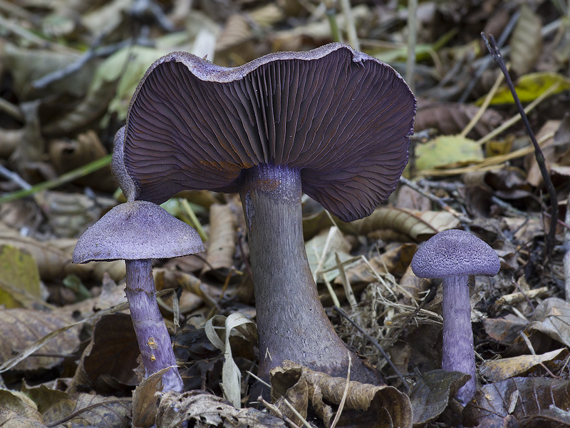 Cortinarius violaceus